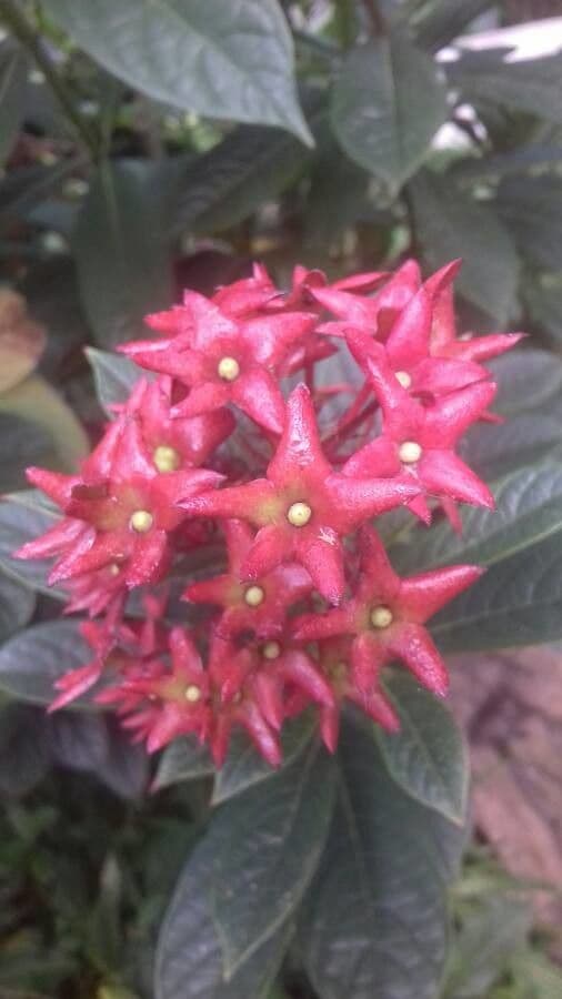 Clerodendrum indicum