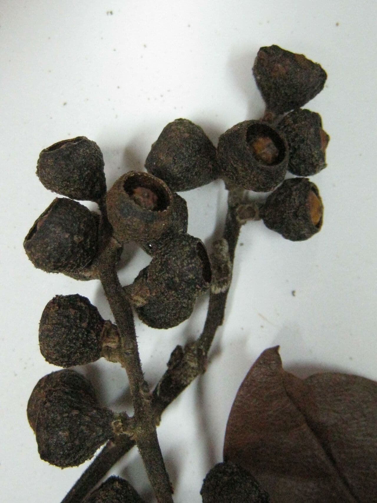 Ocotea glomerata 9