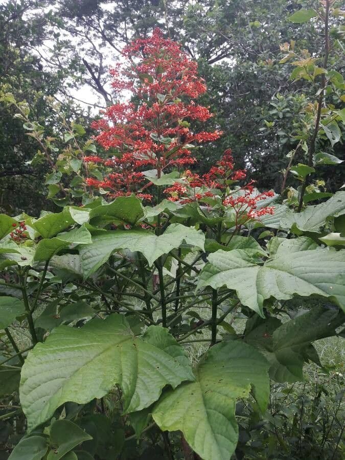 Lantana paniculata 10