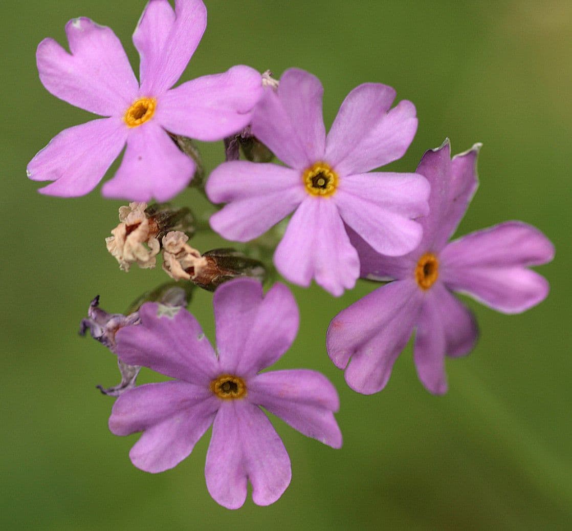 Primula di Laurent 7