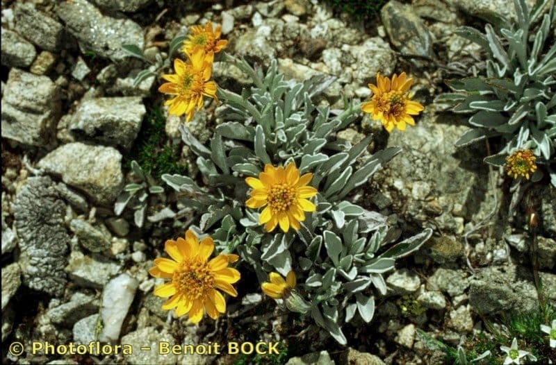 Senecio 19