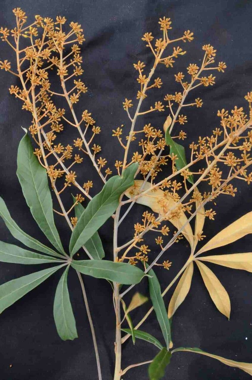 Schefflera 8
