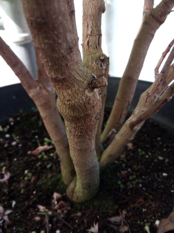 Ardisia eliptická 22