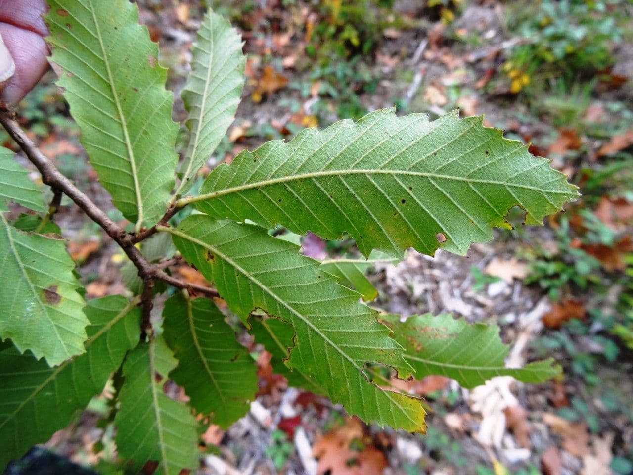 Quercia 12