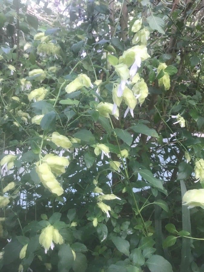 Staphylea trifolia 7