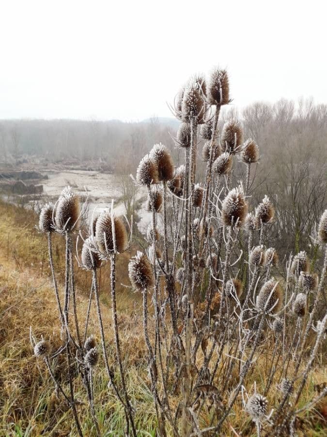 Wilde Karde 2
