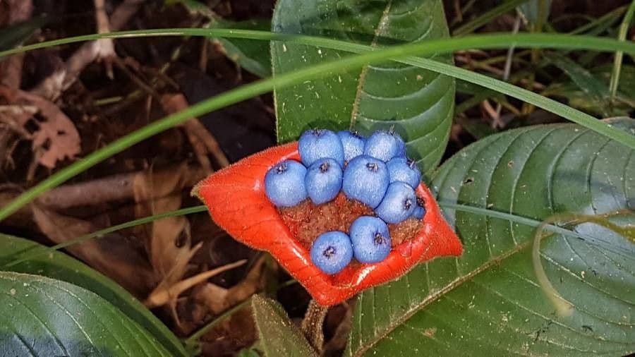 Palicourea tomentosa 5