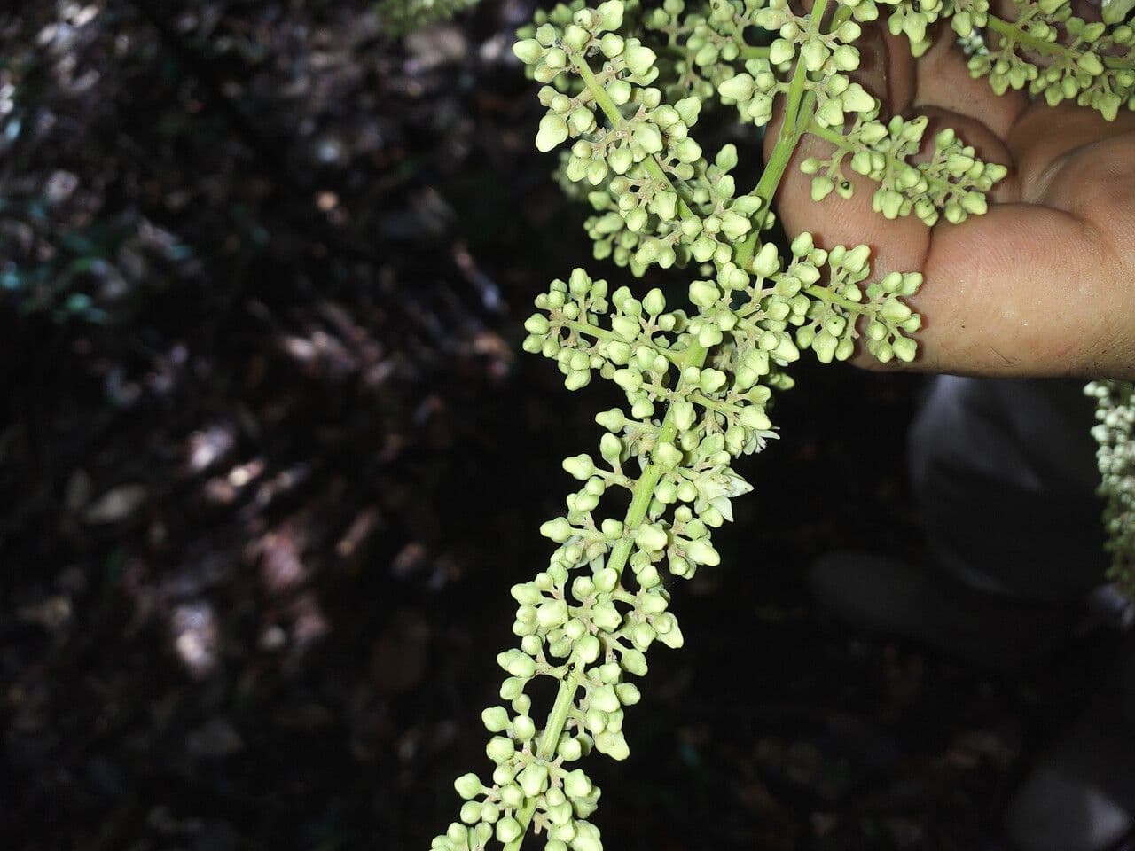 Talisia