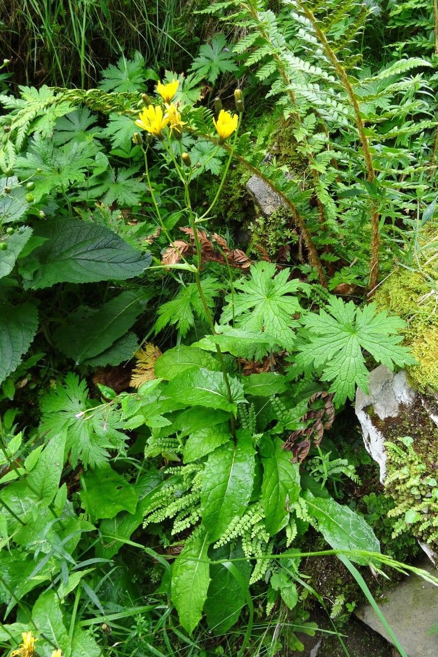 Gänsblume 9