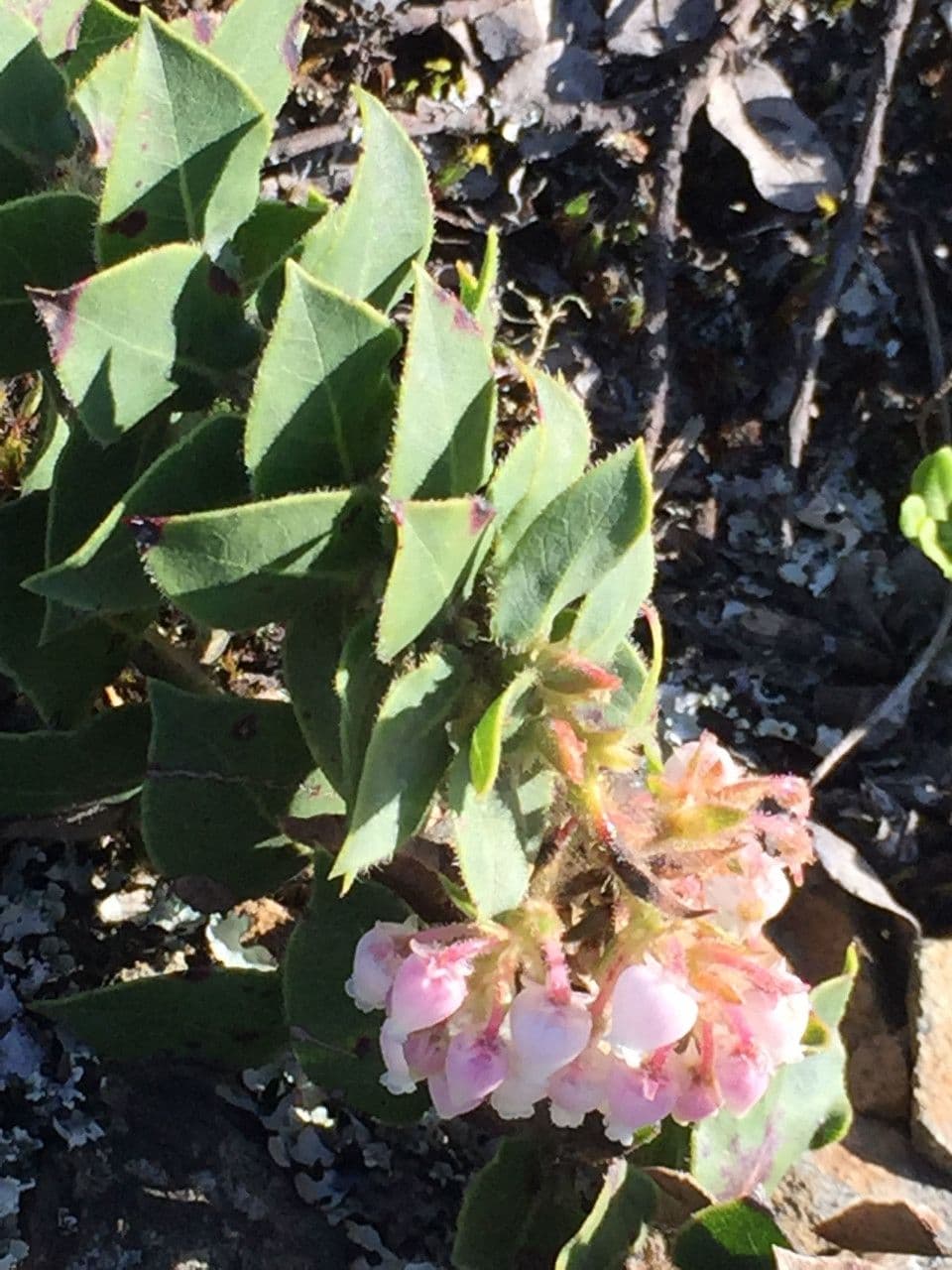 Arctostaphylos 3