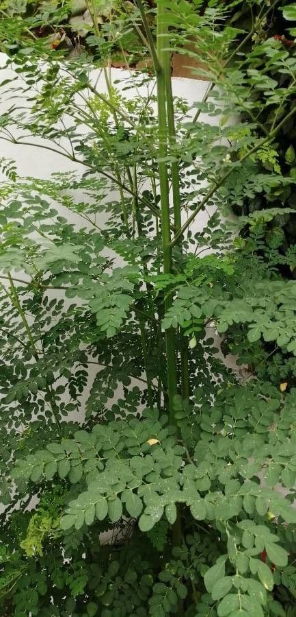 Moringa 18