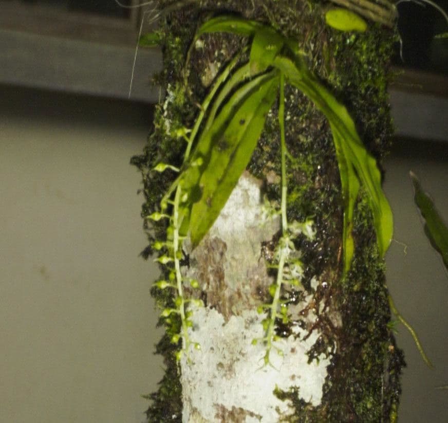 Cryptarrhena guatemalská 13