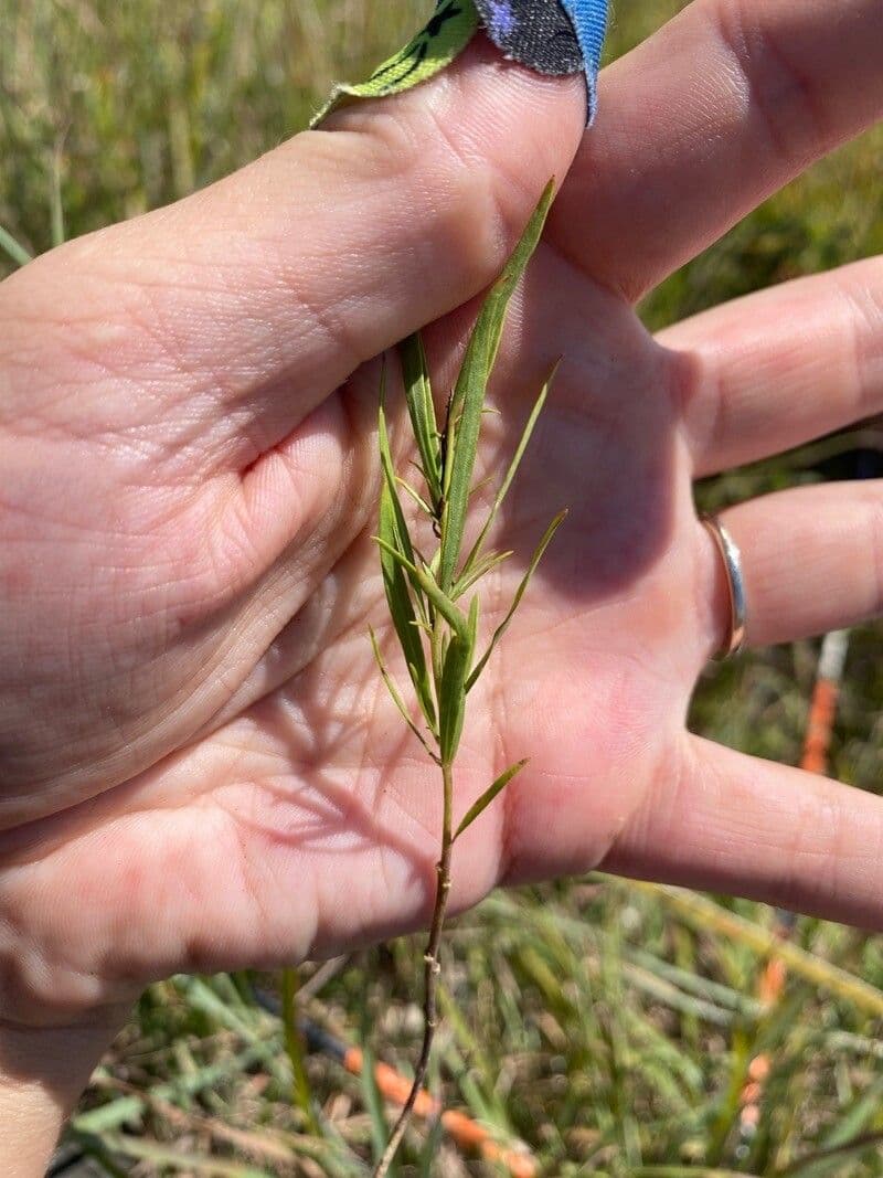 Solidago occidentale 12