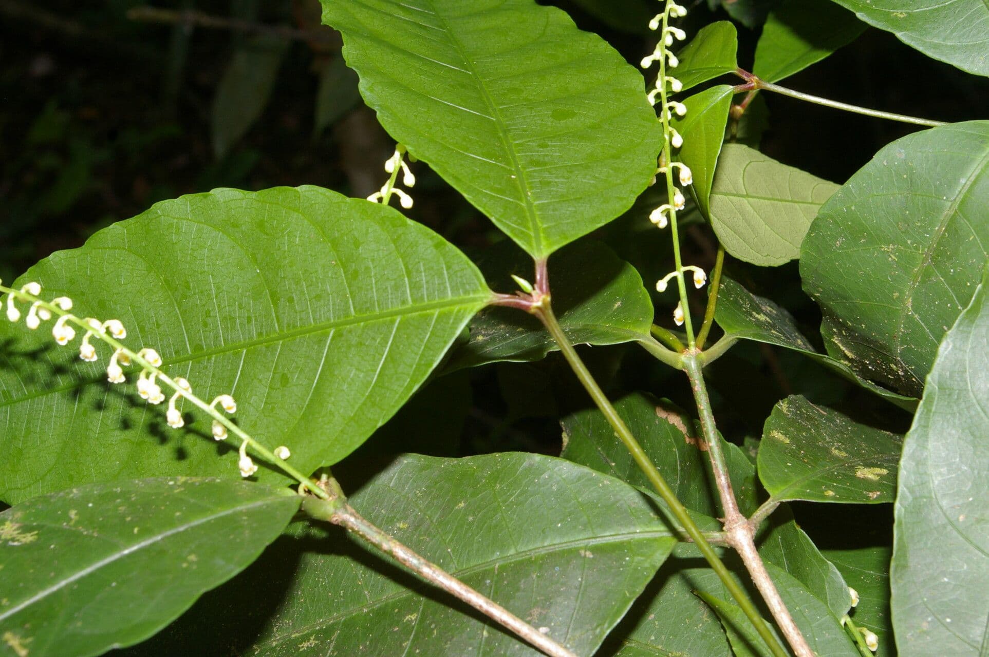 Linden-Rinorea