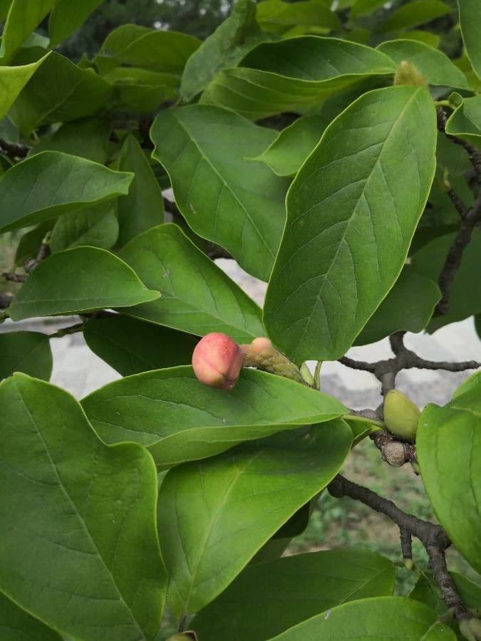 Magnolia denudata 16