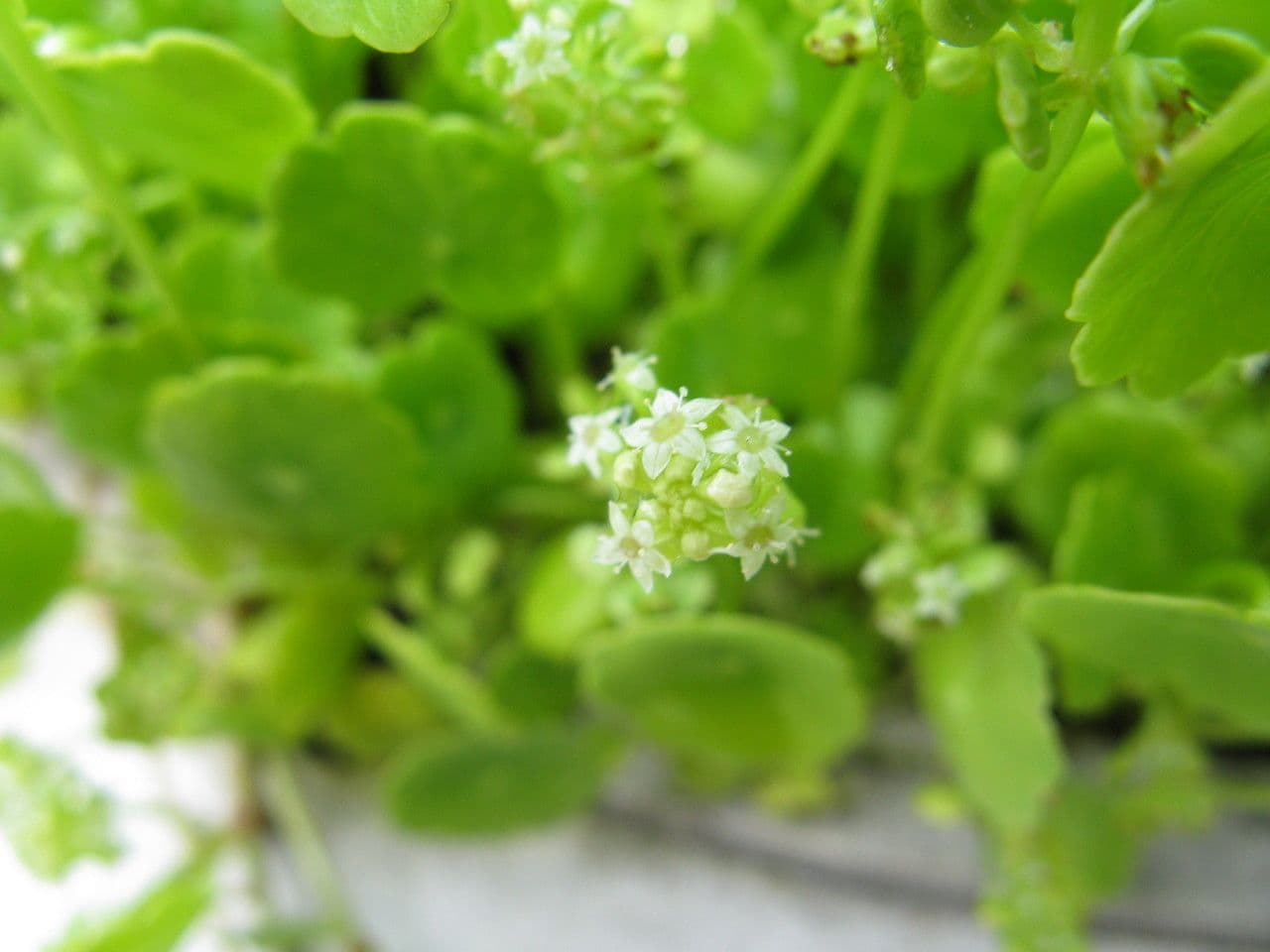 Hierba de San Guillermo 6