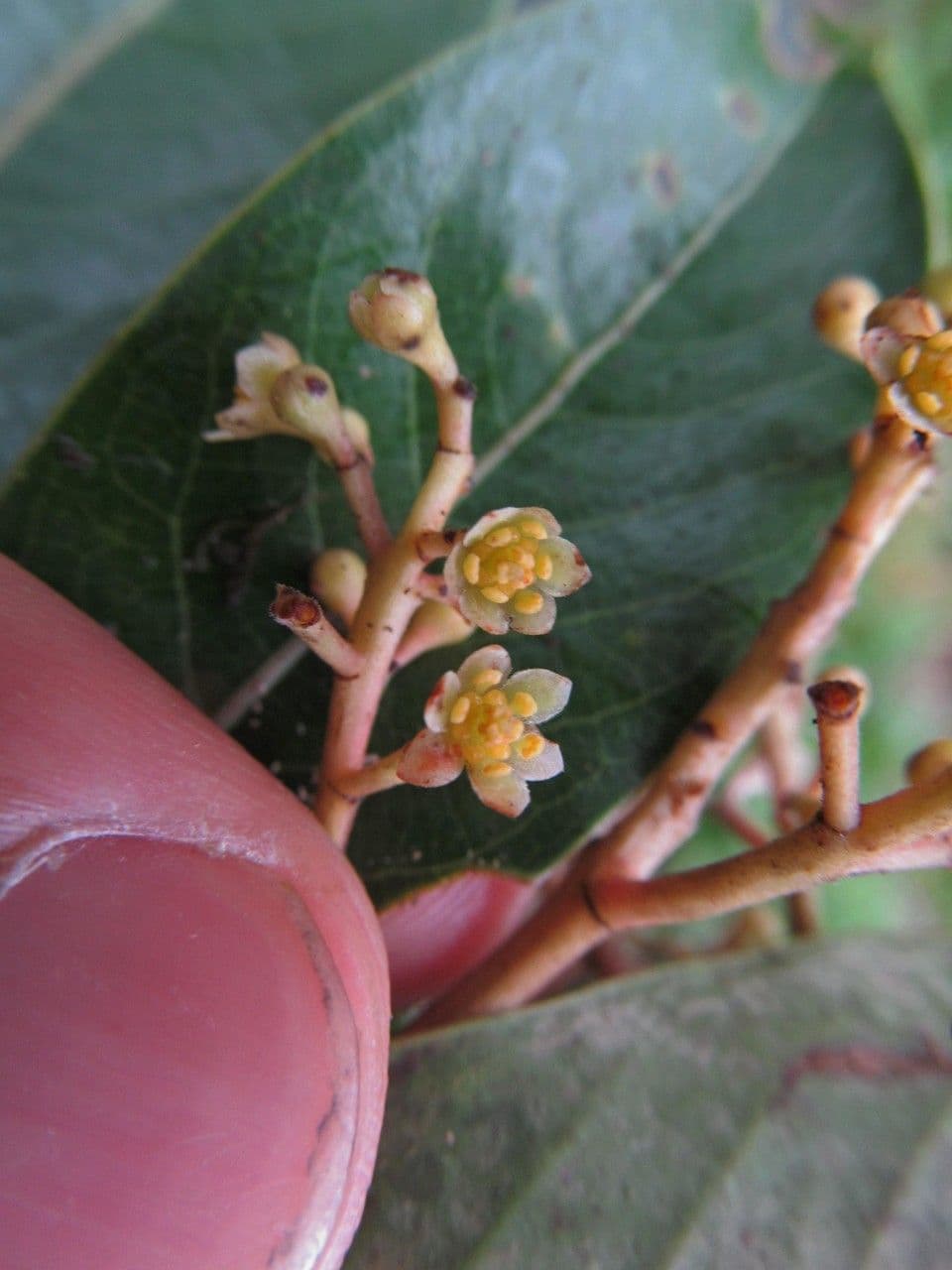 Ocotea 17