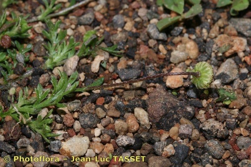 Cotula australis 21