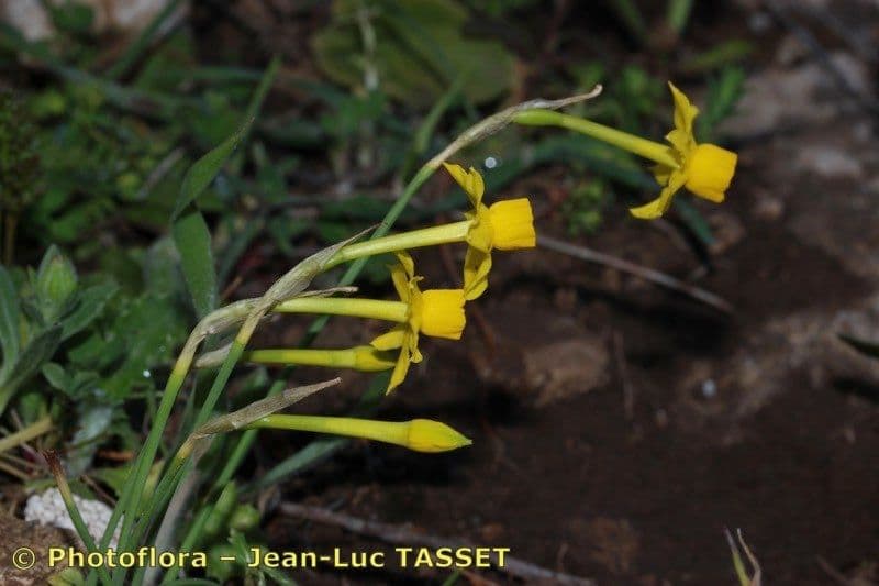 Narciso 8