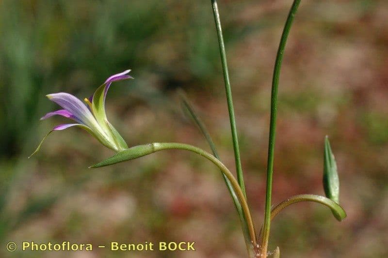 Romulea 20