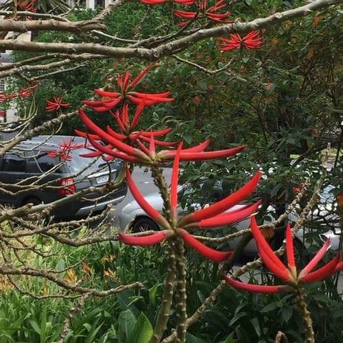 Albero corallo comune 7