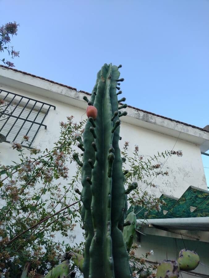 Cactus 24