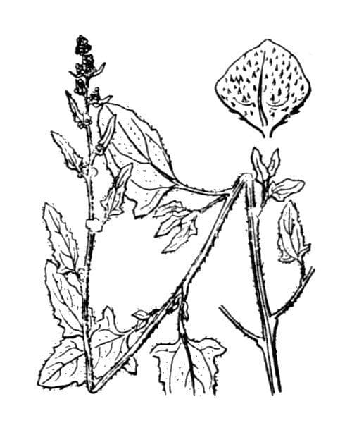 Atriplex glabriuscula 24