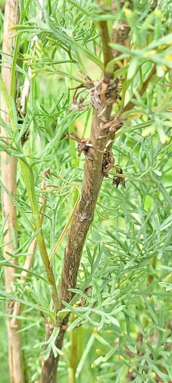 Weiße Artemisia 31