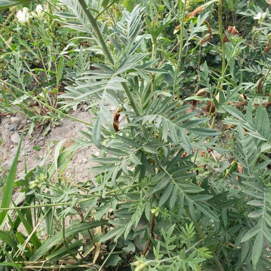 Polemonium 11