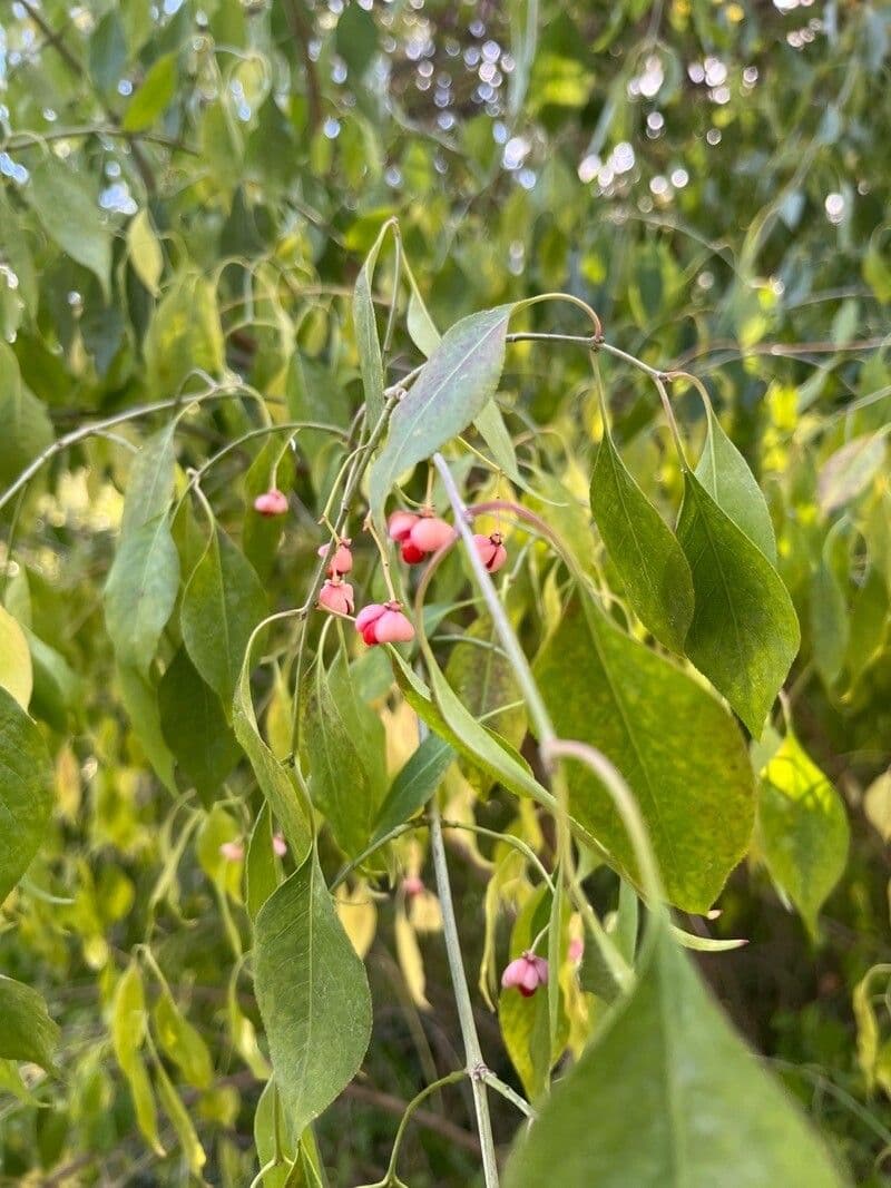 Euonymus maackii 6