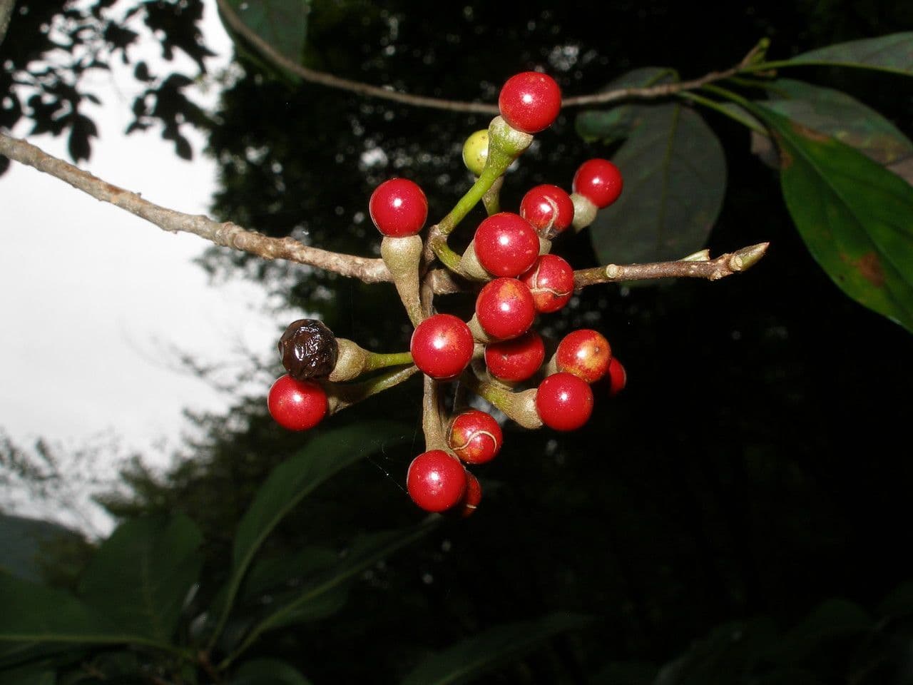 Lindera erythrocarpa 3
