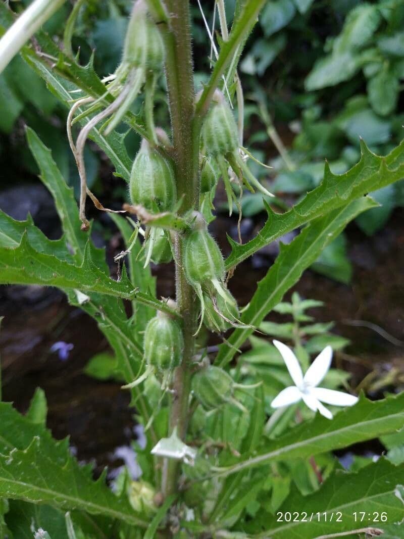 Hippobroma longiflora 19