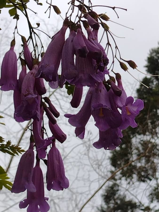 Kigelia 2