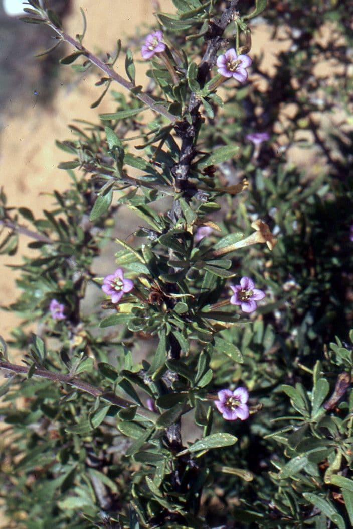 Licium europeo 29