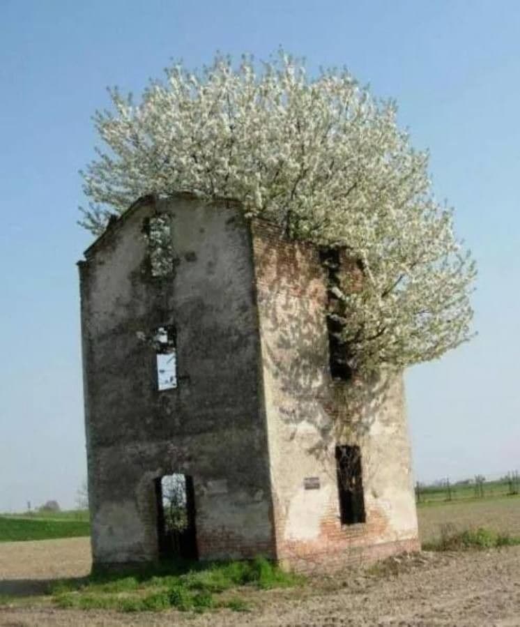 Pero di Callery 30