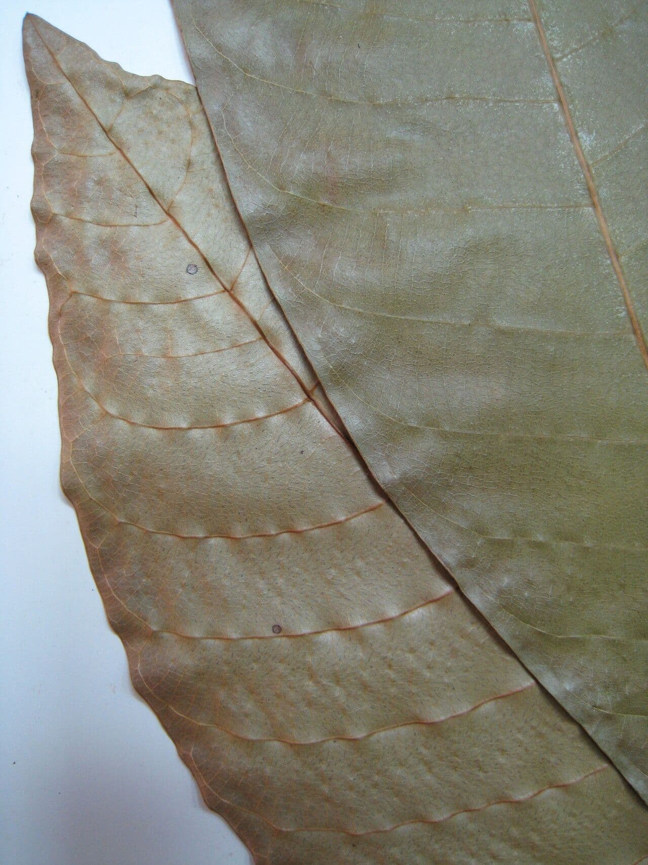 Marsh Mahurea 3