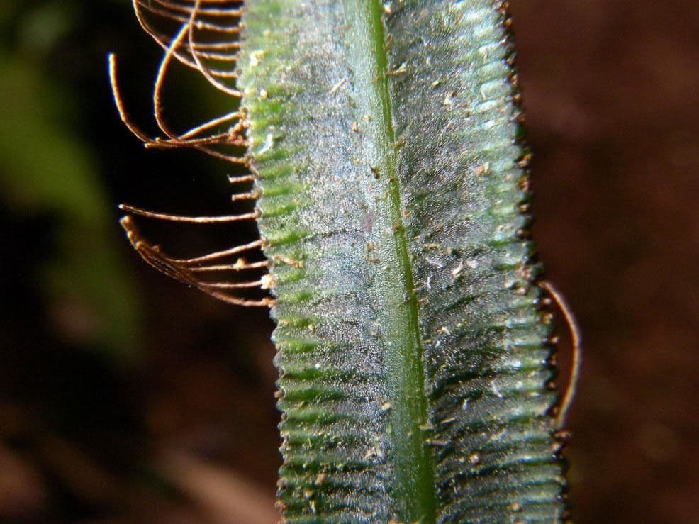 Trichomanes