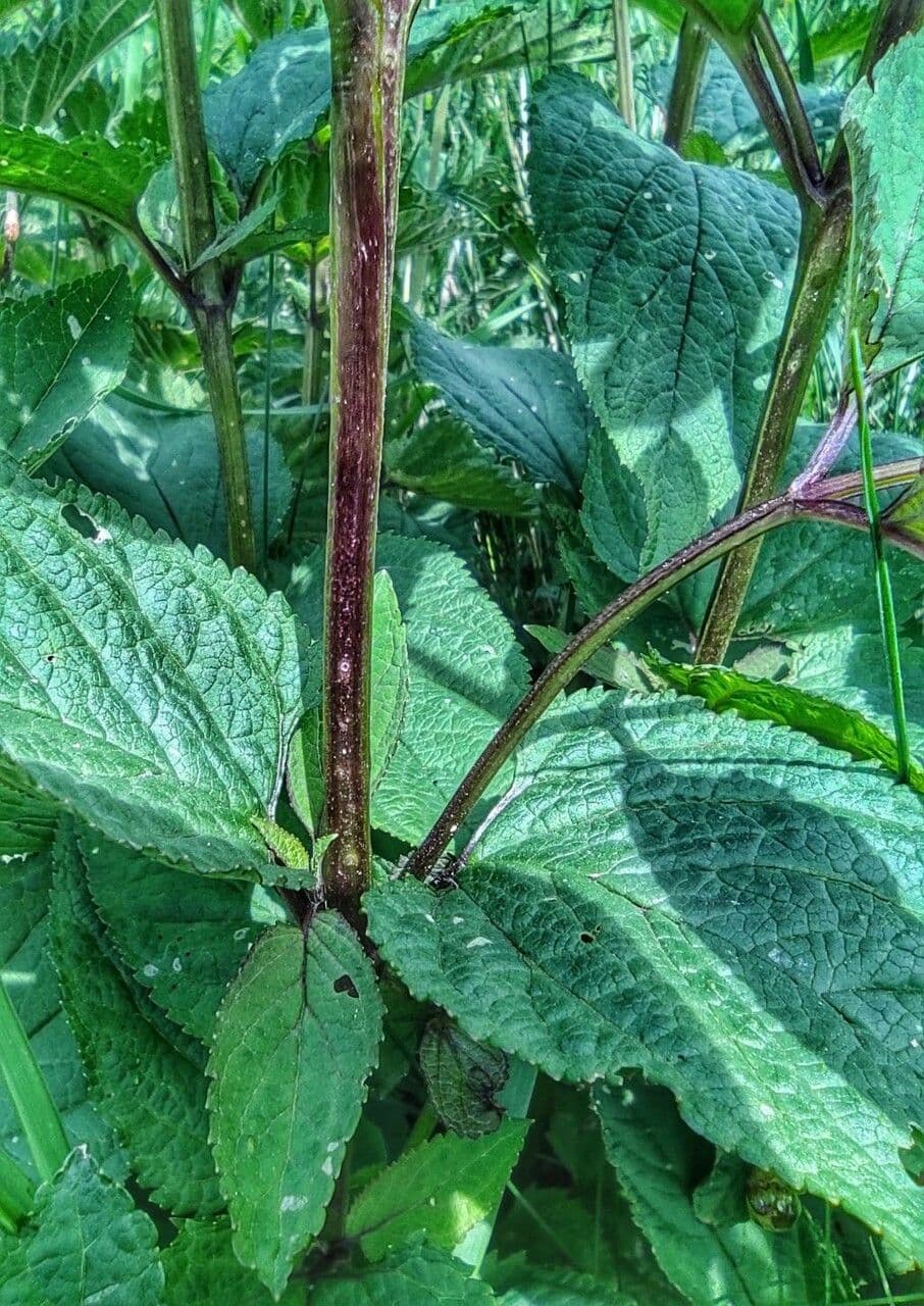 Escrofularia 22