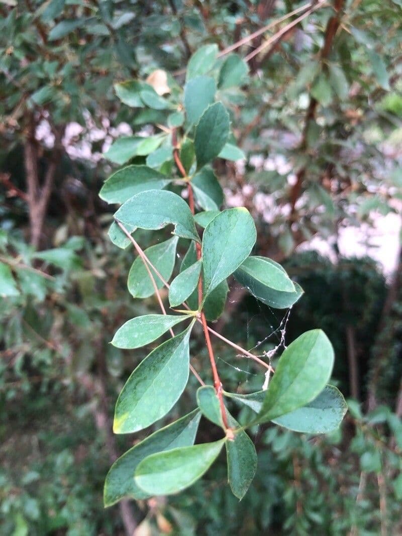 Berberitze 2