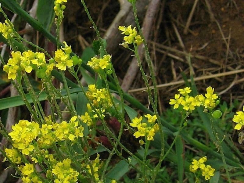 Aurinia petraea 6