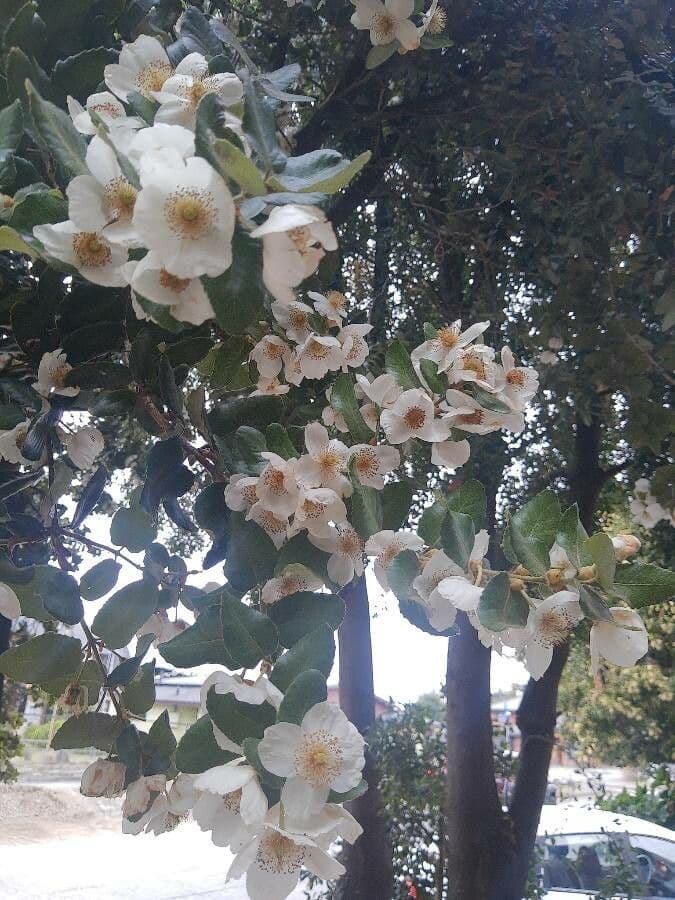 Eucryphia 15
