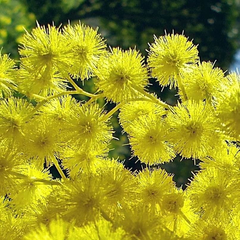 Mimosa 10