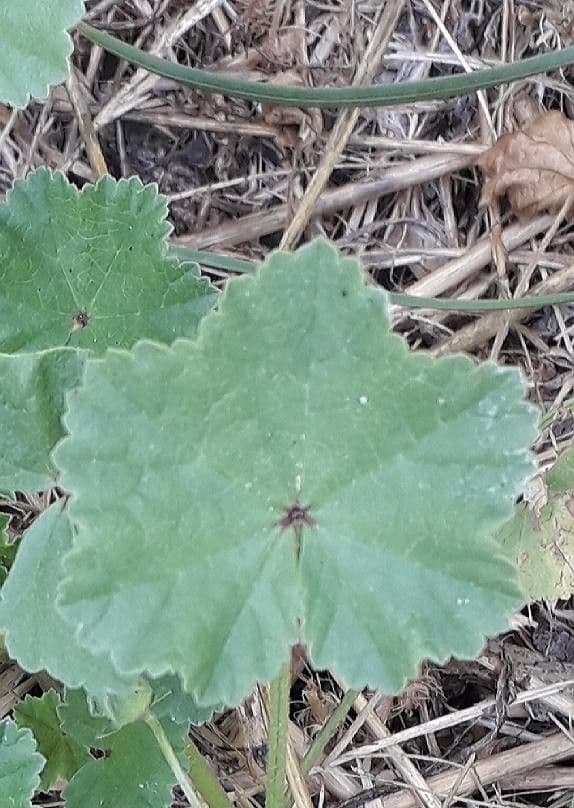 Malva domestica 16