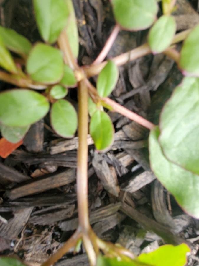 Trianthema portulacastrum 20