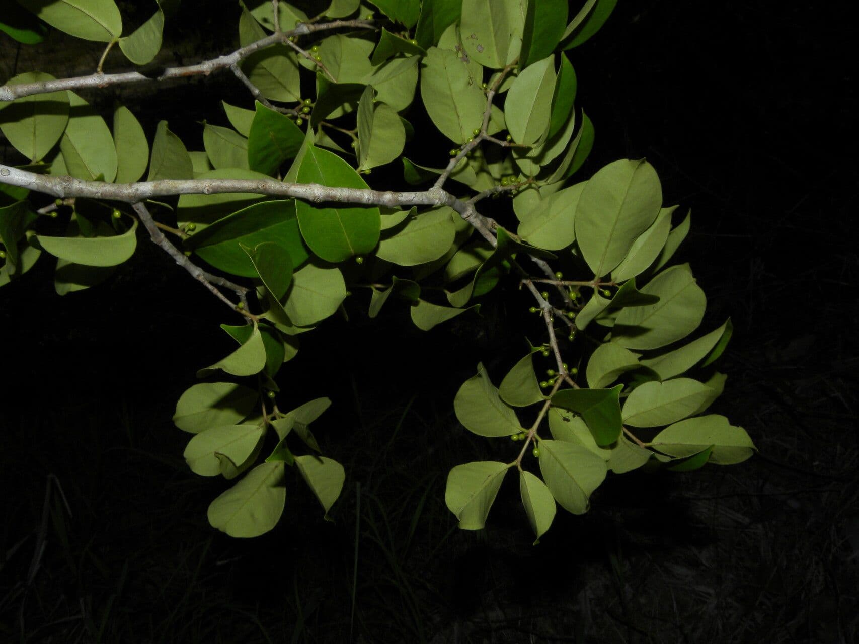 Eugenia