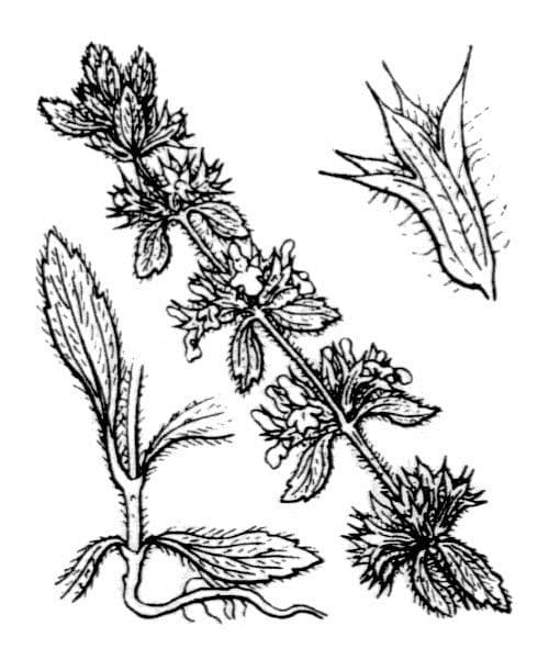 Berg-Gottesgnadenkraut 27