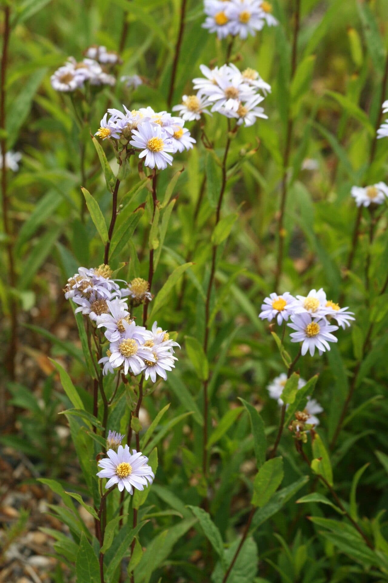 Aster ruvido basso 2