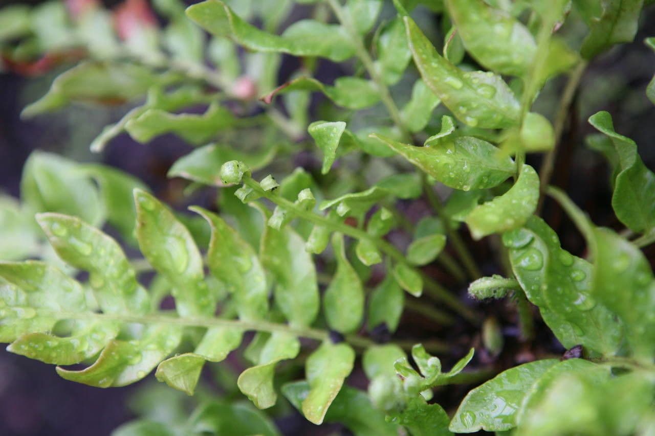 Blechnum 7