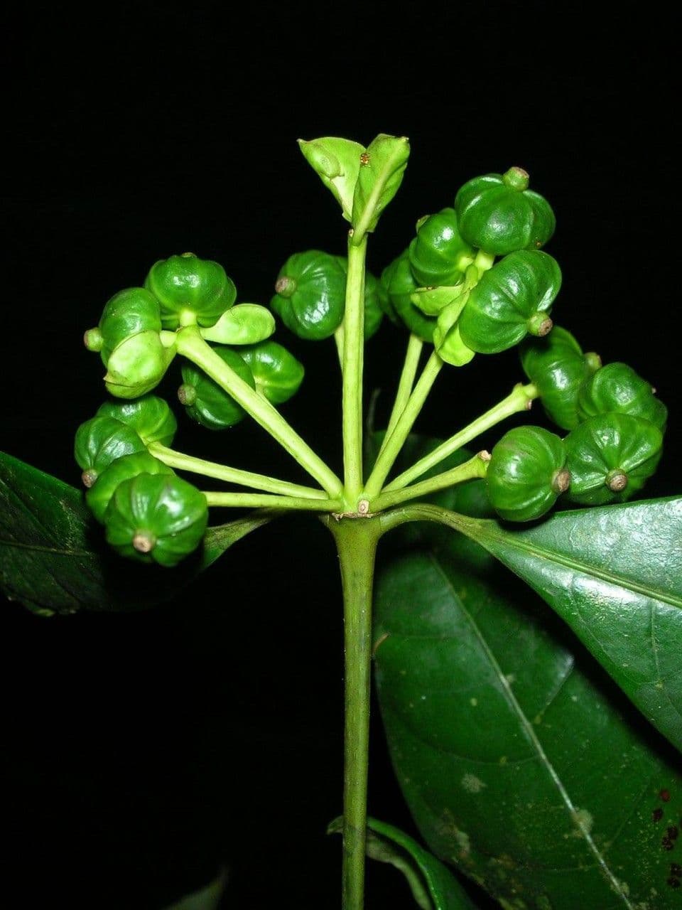 Faramea 19