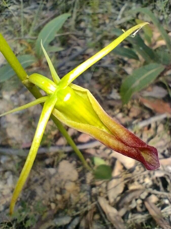 Orchidea alce 2
